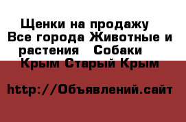 Щенки на продажу - Все города Животные и растения » Собаки   . Крым,Старый Крым